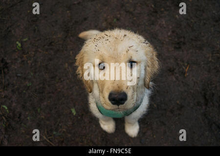 Golden retriever puppy dog with a dirty face Stock Photo