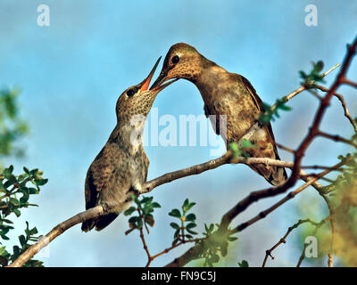 Female Anna Hummingbird feeding her Chick, Arizona, United States Stock Photo