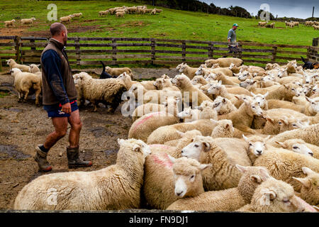 Sheep In A Pen Waiting To Be Counted and Weighed, Sheep Farm, Pukekohe, North Island, New Zealand Stock Photo