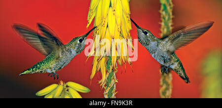 Female Annas Hummingbirds feeding on aloe flower stalk Stock Photo