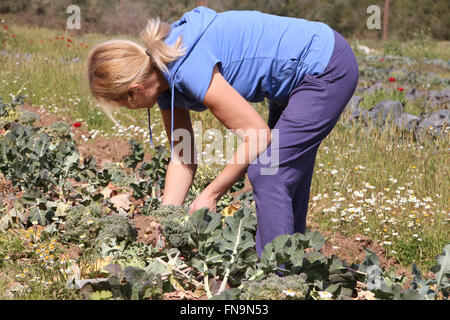 Woman picking broccoli