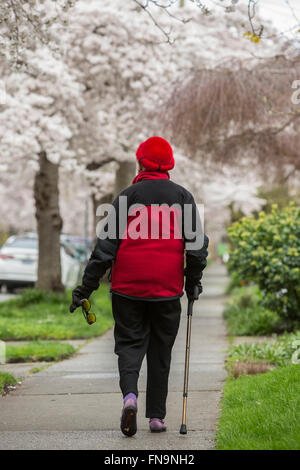 Elderly woman with cane walking on sidewalk under Cherry Blossom trees in Spring bloom-Victoria, British Columbia, Canada. Stock Photo