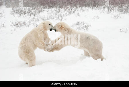 Two young Polar Bears, Ursus maritimus, seem to be playing 'Ring Around a Rosie' near Hudson Bay, Cape Churchill, Manitoba