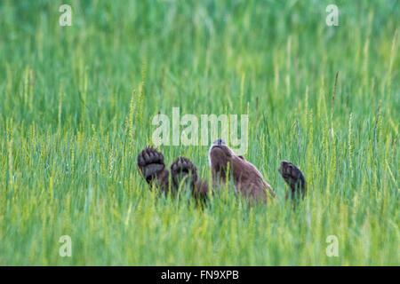 Small Grizzly Bear Spring Cub, Ursus arctos, rolling in the sedge grass in Lake Clark National Park, Alaska, USA Stock Photo