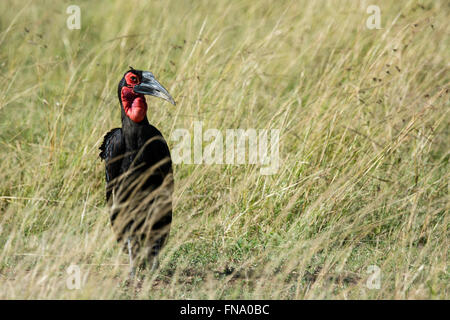 Southern Ground Hornbill, Bucorvus leadbeateri or cafer, standing in grass in the Masai Mara National Reserve, Kenya, Africa Stock Photo