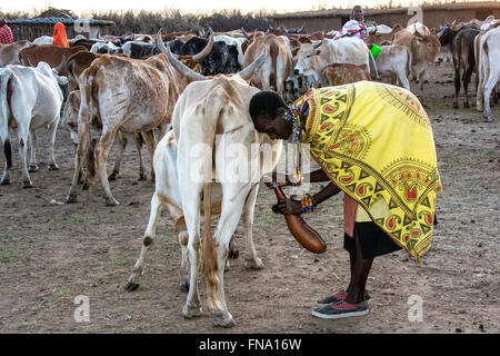Maasai woman, wearing a colorful kanga and sneakers, milking a cow into a gourd, the traditional job of the women in a tribe. Stock Photo