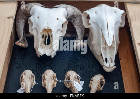 Ram sheep and bird skulls home decoration goth style selection at carboot sale market stall in Bath, UK. Stock Photo