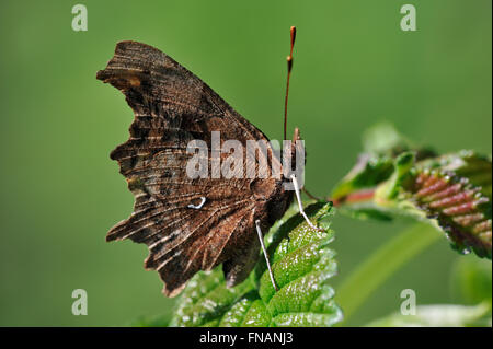 Profile of Comma butterfly (Polygonia c-album) resting on leaf Stock Photo