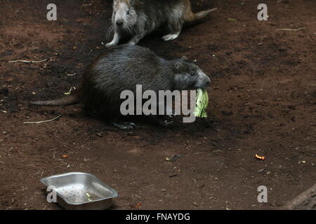 Cuban or Desmarest's Hutias (Capromys pilorides) at Rotterdam Blijdorp Zoo, The Netherland Stock Photo