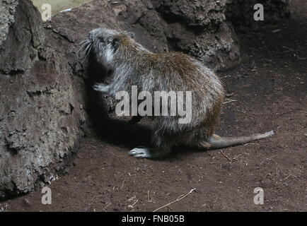 Juvenile Cuban or Desmarest's Hutia (Capromys pilorides) scaling a rock Stock Photo