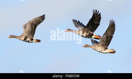 Greater White-fronted Geese (Anser Albifrons)  in flight against a blue sky Stock Photo