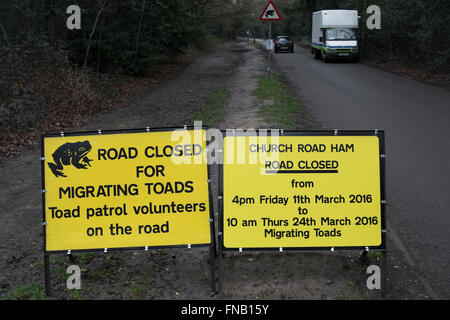 Road Closed For Migrating Toads Signs, Ham, Surrey, England Stock Photo ...