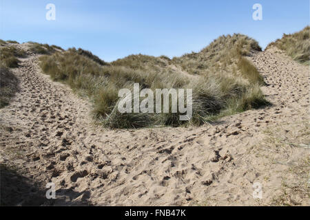 uphill view of two footpaths through grassy sand dune with footprints in sand on suny day with blue sky Stock Photo