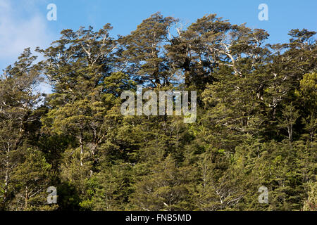 Old grown Southern Beech forest covers parts of the Tongariro National Park at the slopes of Mount Ruapehu  in New Zealand. Stock Photo