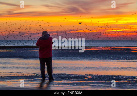 Birds in Flight, flying in the clouds at flocks of Starlings at Blackpool, Lancashire, UK. Starling murmuration at sunset. One of the great birding spectacles of the winter is the starlings' pre-roost assembly. Prior to settling down for the night, flocks of these gregarious birds swoop around until there is one enormous, swirling black mass. In the winter up to a million birds, swarm, swoop, shift, swirl and twirl, moving as one while performing amazing aerial acrobatics. this ballet at dusk is a pre-roosting phenomenon known as starling murmuration. Stock Photo