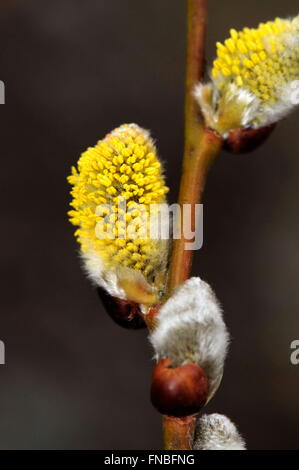 Male catkins or aments of Willow, Salix sp. Fam Salicaceae. Osseja ...