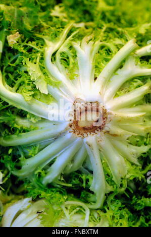 Escarole at La Boqueria market, Barcelona. Catalonia, Spain Stock Photo