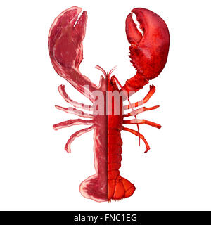 Meat And seafood or steak and lobster symbol or surf and turf concept as a gourmet meal at a restaurant serving fish and filet mignon or sirloin cuts of beef isolated on a white background. Stock Photo