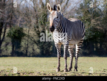 Hartmann’s mountain zebra in pasture, looking towards camera Stock Photo