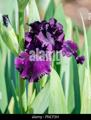 Closeup of a purple Bearded Iris flower. Oklahoma, USA. Stock Photo