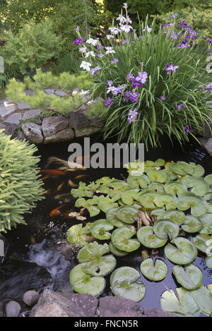 A small waterfall trickles into this secluded koi pond surrounded by Japanese irises and a variety of dwarf evergreens provides Stock Photo