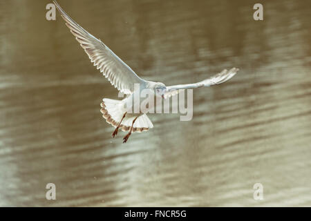 Seagull with open wings flying over the lake Stock Photo