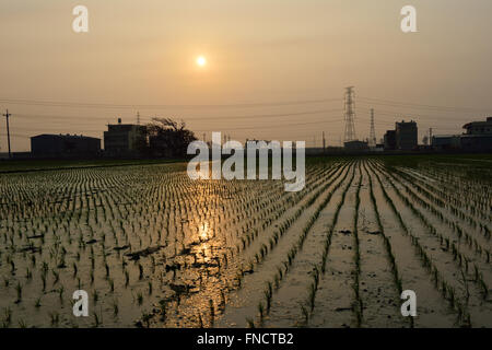 Country Life of Transplant rice seedlings Stock Photo