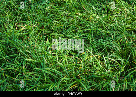 Abstract Black Ornamental Grass Leaves Texture Background Stock Photo ...