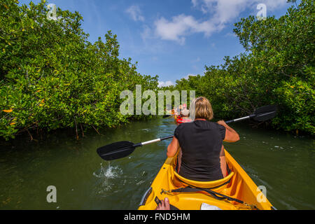 With the Kayak on a tour trough the mangrove forest on Bonaire what an beautiful experience in this miracle of nature. Stock Photo