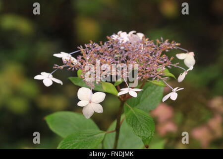 Beautiful Hydrangea flowering plant of Japan Stock Photo