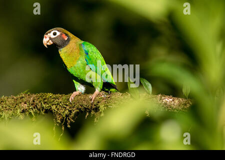 Brown-hooded Parrot (Pyrilia haematotis) - La Laguna del Lagarto Lodge - Boca Tapada, San Carlos, Costa Rica