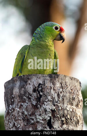 Red-lored Parrot or Red-lored Amazon Parrot - Laguna del Lagarto Lodge, Boca Tapada, San Carlos, Costa Rica Stock Photo