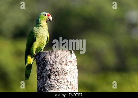 Red-lored Parrot or Red-lored Amazon Parrot - Laguna del Lagarto Lodge, Boca Tapada, San Carlos, Costa Rica Stock Photo