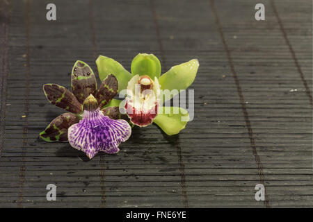 Purple and green orchid, Zygopetalum species, beside a green and red Cymbidium species on a black bamboo mat background Stock Photo