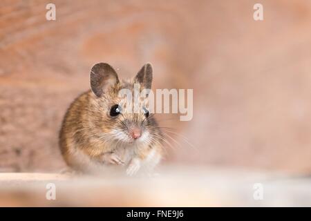 House mouse (Mus musculus), portrait, Hesse, Germany