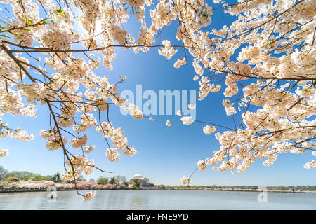 Washington DC National Cherry Blossom Festival. Cherry Blossoms in Peak Bloom at the Tidal Basin with the Jefferson Memorial. Stock Photo