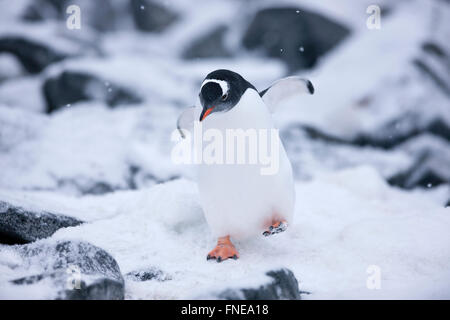 Gentoo Penguin (Pygoscelis papua) between ice and rock, Antarctic Peninsula, Antarctica Stock Photo