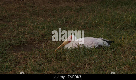 Yellow-billed stork, Mycteria ibis, bird is found in Africa Stock Photo