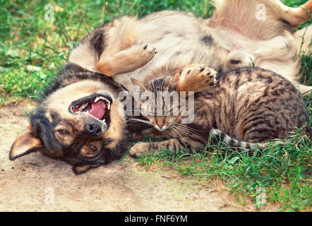 Dog and cat best friends playing together outdoor. Lying on the back together. Stock Photo