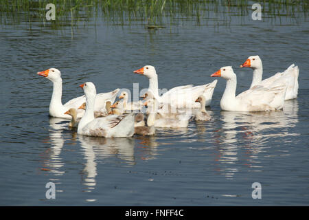 white geese family swimming Stock Photo