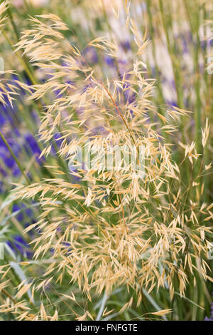 Stipa gigantea in an herbaceous border. Stock Photo