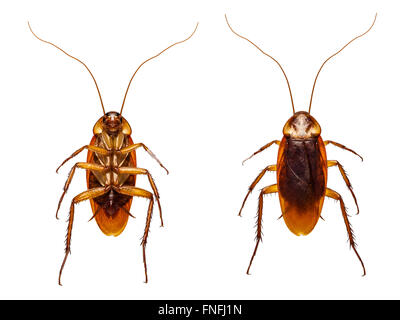 Close up shot Cockroach upset and upturned view Stock Photo