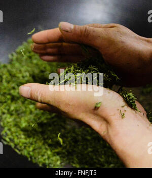 (160315) -- SUZHOU, March 15, 2016 (Xinhua) -- Yan Jielong rubs Biluochun tea in Dongshan Town, Suzhou City of east China's Jiangsu Province, March 14, 2016. Yan Jielong, 53 years old, inheritor of ancient making technique of Chinese tea Biluochun, has learnt the skill since he was 16 years old. Requiring high standard of making technique, Biluochun tea is the speciality of Dongshan Town, where the people who know the ancient making technique are mostly in their 50s. Yan and other inheritors have taken video of their method and hope they may someday open a school for it and pass on the techniq Stock Photo