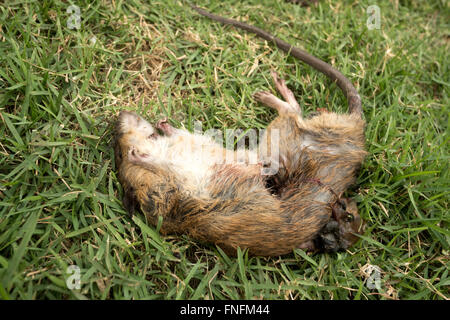 a dead rat  on  grass Stock Photo