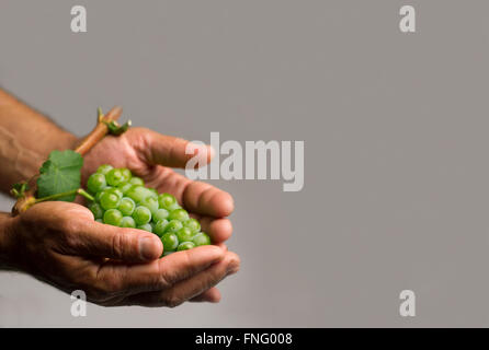 Exemptable Hand holding a green leaf on a white background Stock Photo - Alamy