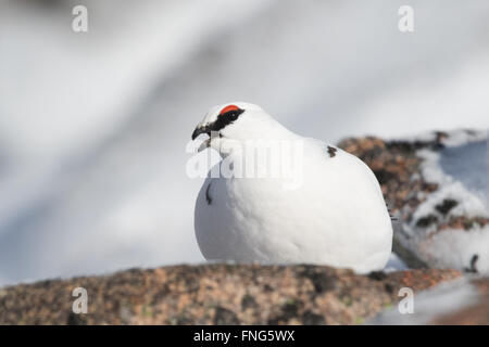 calling male Rock Ptarmigan (Lagopus mutans) sitting on a rock Stock Photo