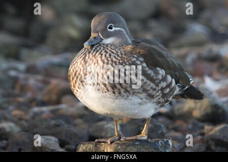 female Mandarin Duck (Aix galericulata) standing on a rock Stock Photo