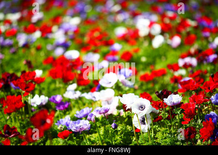 A field of cultivated colourful and vivid Anemone flowers. Photographed in Israel Stock Photo