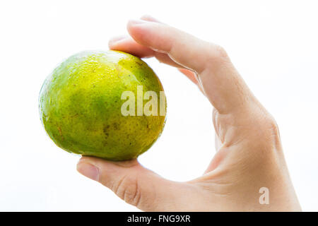 A whole Thai tangerine held in the hand of a young woman, isolated on white. Stock Photo