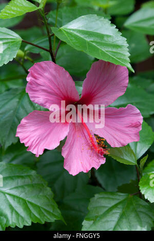 Pink Hibiscus flower Stock Photo